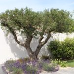 olivier centenaire massif lavandes