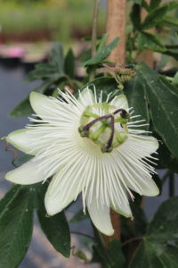 passiflore blanche marmin plante grimpante