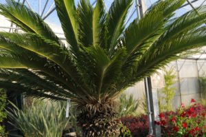 Cycas