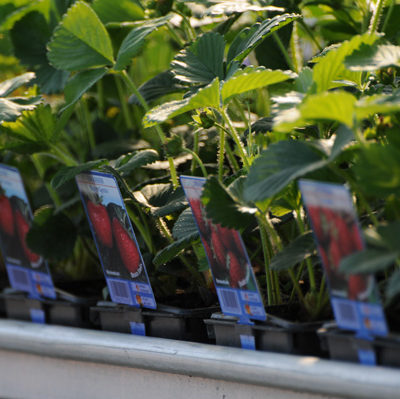Plants de fraisiers vendée-découvrez les végétaux de notre production locale