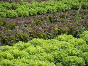 plant légumes potager producteur