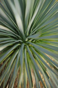 Yucca rostrata