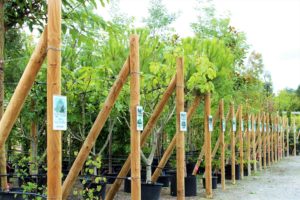 arbre pepiniere marmin jardin vendee