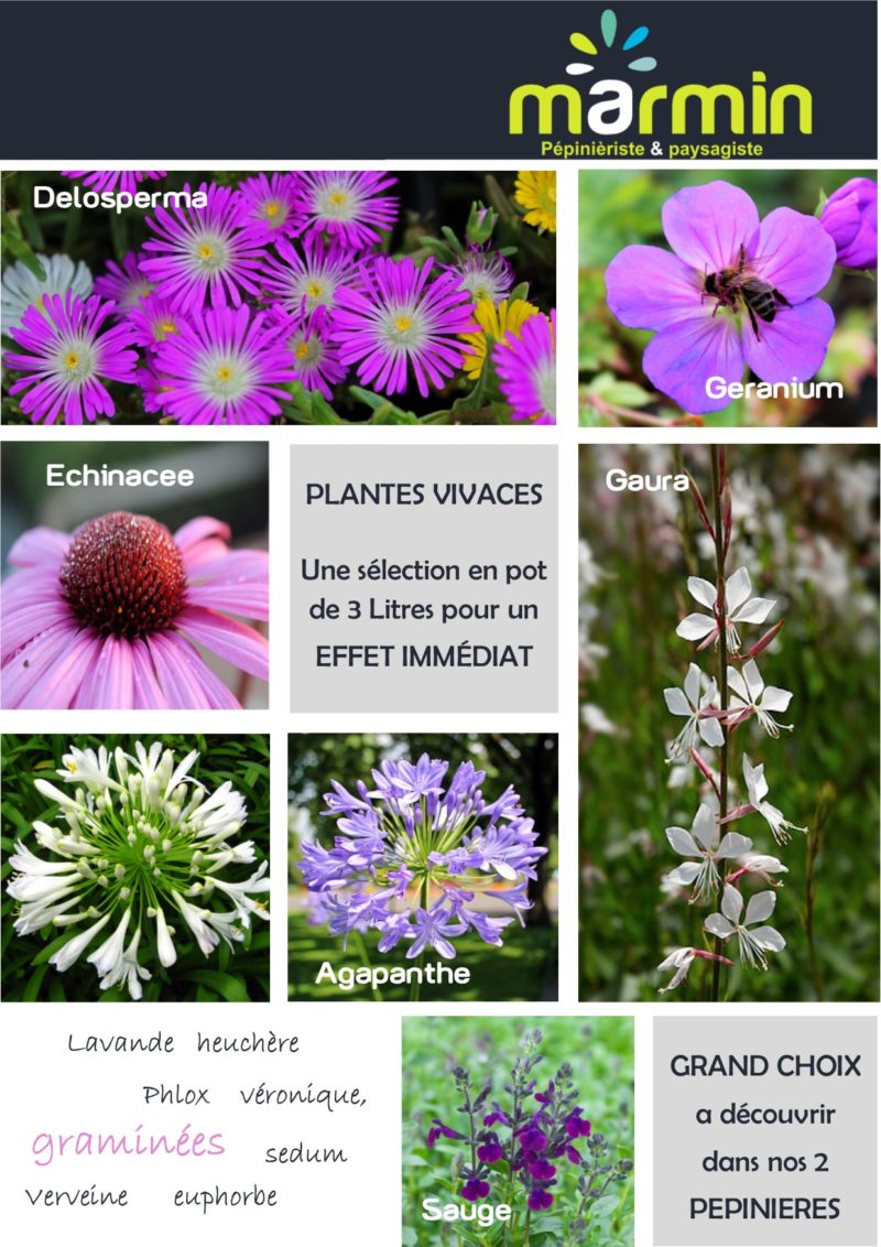 pépinière plantes vivaces vendée 85 · Marmin paysage