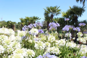 agapanthes en fleurs et palmier