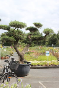 olivier montaigu vendée marmin jardinierie pépinière