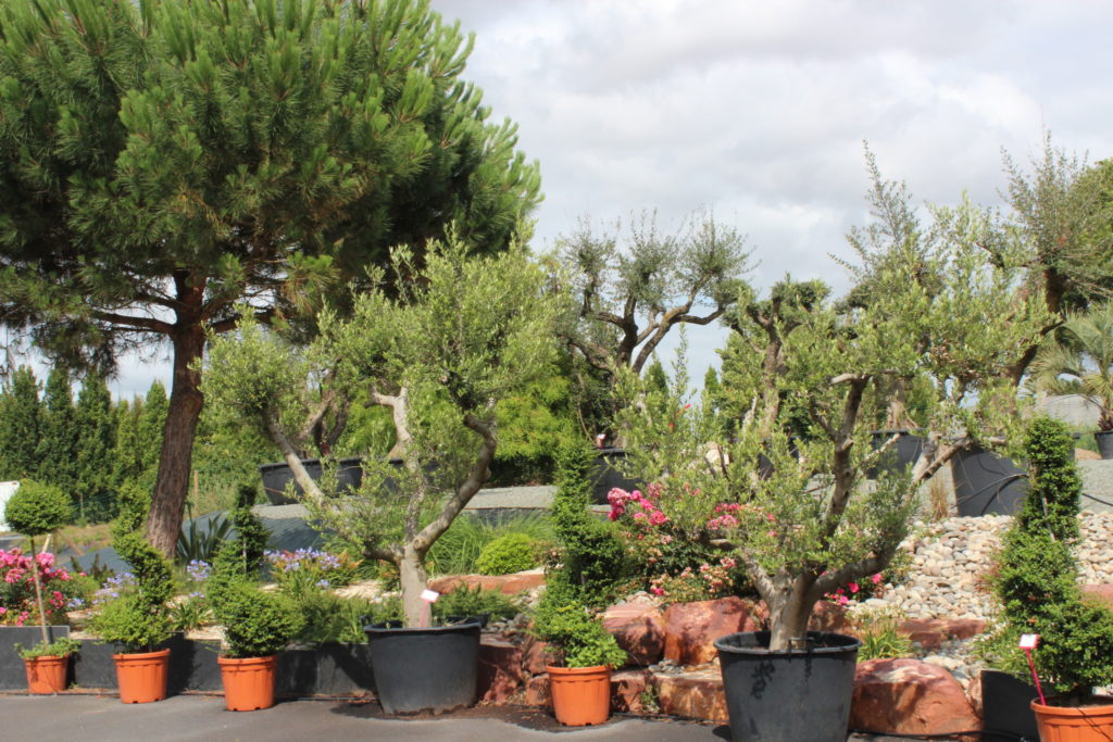 Arbre Arbuste Taill Jardin Montaigu Vendee Pepiniere Marmin Paysage Arbre Arbuste Taill Jardin Montaigu Vendee Pepiniere Marmin Paysage