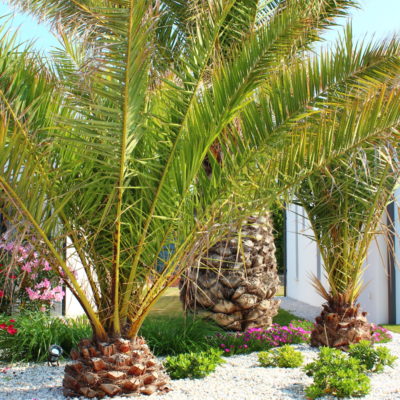 Phoenix Canariensis