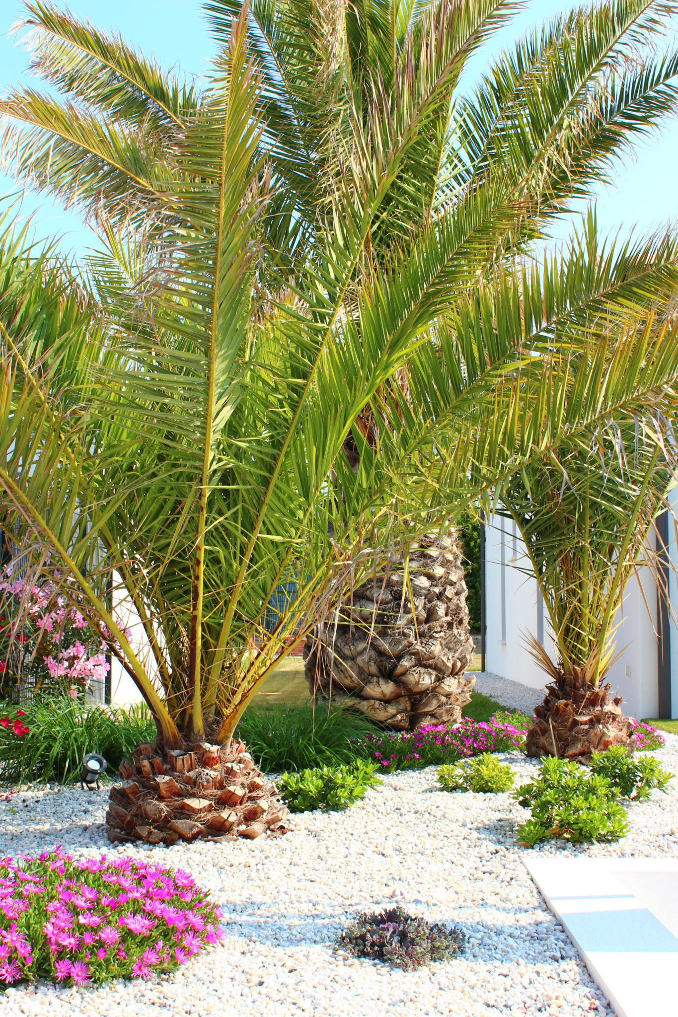 Palmiers et plantes exotiques · Marmin paysage Palmier exotique Marmin